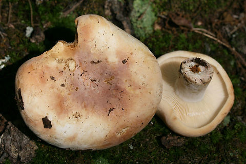 Lactifluus allardii