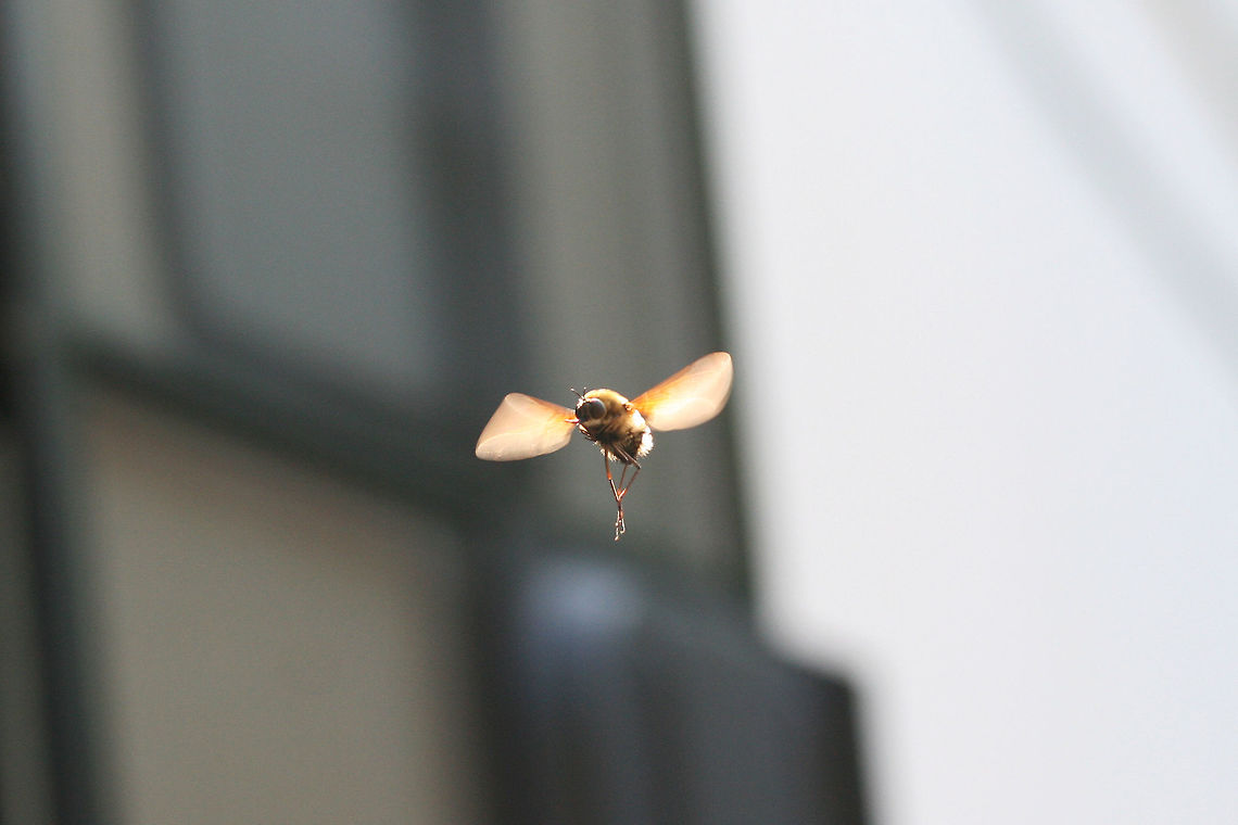 Greater Bee Fly (Bombylius sp.) I'm terrible at action shots, but here was my attempt to get photos of these quirkly little bee flies that swarmed us yesterday morning! There were about 10-15 of them hovering around us and even approaching our faces! They were particularly curious about brightly colored (blue and green) tarps that we were placing over our camper.<br />
<figure class="photo"><a href="https://www.jungledragon.com/image/61677/greater_bee_fly_bombylius_sp.html" title="Greater Bee Fly (Bombylius sp.)"><img src="https://s3.amazonaws.com/media.jungledragon.com/images/3231/61677_thumb.JPG?AWSAccessKeyId=05GMT0V3GWVNE7GGM1R2&Expires=1759968010&Signature=pT7h3dxQjd3so1C429xDU919lGQ%3D" width="200" height="134" alt="Greater Bee Fly (Bombylius sp.) I'm terrible at action shots, but here was my attempt to get photos of these quirkly little bee flies that swarmed us yesterday morning! There were about 10-15 of them hovering around us and even approaching our faces! They were particularly curious about brightly colored (blue and green) tarps that we were placing over our camper.<br />
https://www.jungledragon.com/image/61676/greater_bee_fly_bombylius_sp.html Geotagged,Spring,United States" /></a></figure> Geotagged,Spring,United States