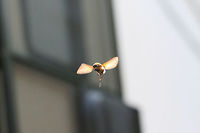Greater Bee Fly (Bombylius sp.) I'm terrible at action shots, but here was my attempt to get photos of these quirkly little bee flies that swarmed us yesterday morning! There were about 10-15 of them hovering around us and even approaching our faces! They were particularly curious about brightly colored (blue and green) tarps that we were placing over our camper.<br />
https://www.jungledragon.com/image/61677/greater_bee_fly_bombylius_sp.html Geotagged,Spring,United States