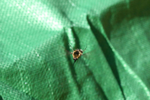 Greater Bee Fly (Bombylius sp.) I'm terrible at action shots, but here was my attempt to get photos of these quirkly little bee flies that swarmed us yesterday morning! There were about 10-15 of them hovering around us and even approaching our faces! They were particularly curious about brightly colored (blue and green) tarps that we were placing over our camper.
https://www.jungledragon.com/image/61676/greater_bee_fly_bombylius_sp.html Geotagged,Spring,United States