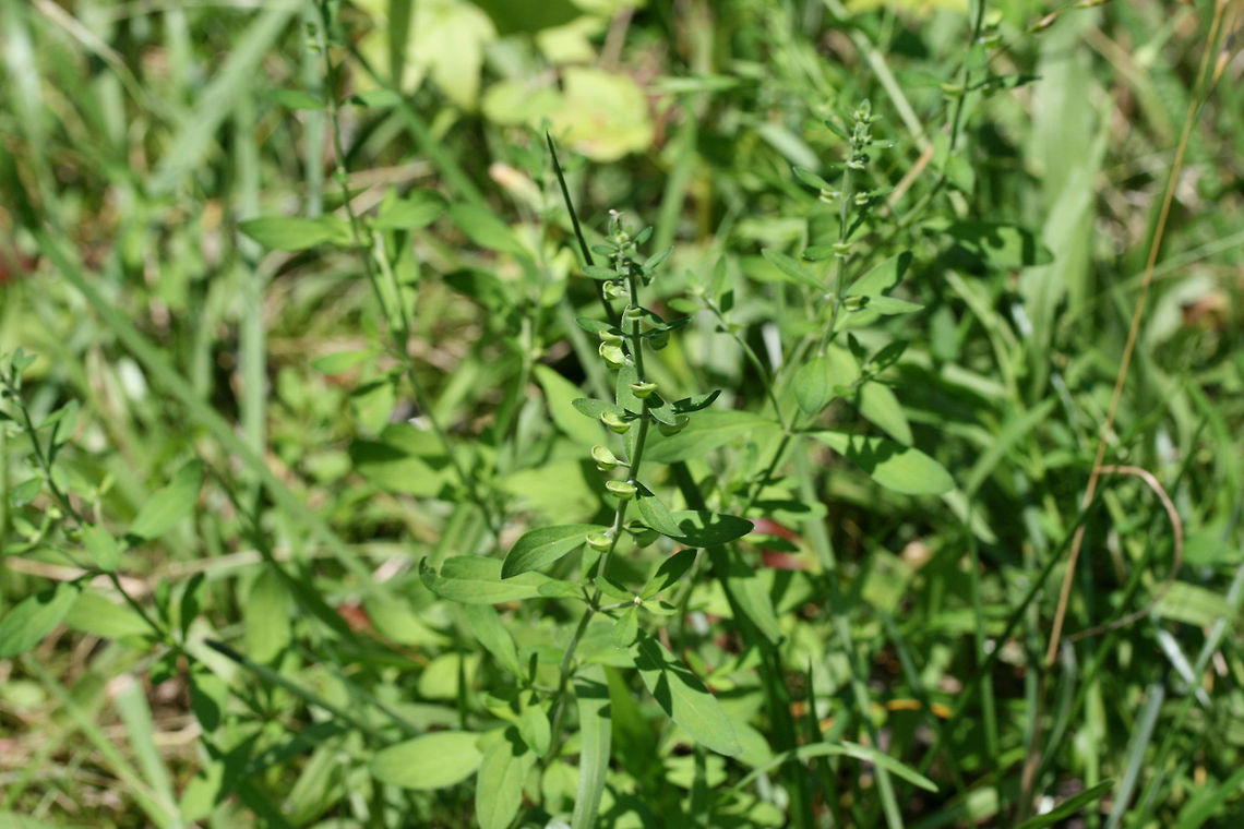 Helmet Skullcap (Scutellaria integrifolia) I know they don&#039;t look like anything special after the flowers have bloomed, but I was delighted to see this large population of Helmet Skullcap in my overgrown backyard habitat this year! I will definitely be collecting seeds for future use! Geotagged,Helmet Skullcap,Scutellaria integrifolia,Spring,United States