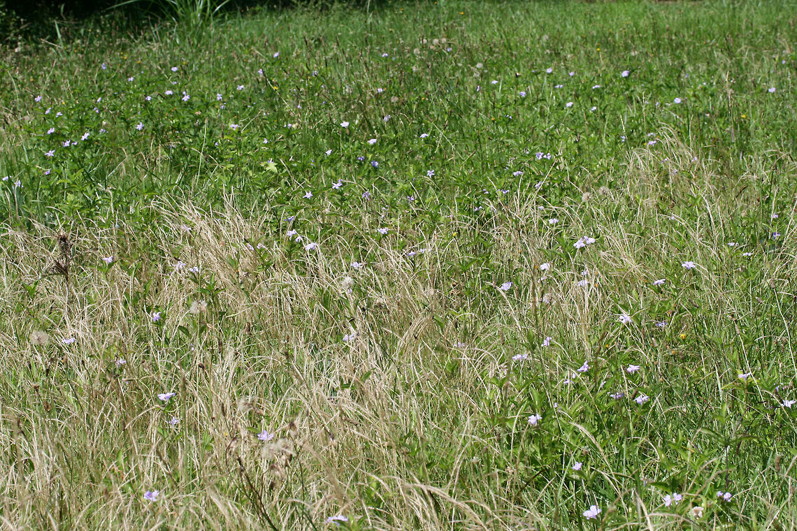 Carolina Wild Petunia (Ruellia caroliniensis) I will never understand how a regularly &quot;groomed&quot; yard is preferable to a habitat with abundant wildlife! We may not be at this location next year (we will likely be fully moved onto the new land by then), but our yard is really giving us a big show this spring/summer! Just a sampling from this past week: hundreds of Carolina Wild Petunias (Ruellia caroliniensis), a large population of Helmet Skullcaps (Scutellaria integrifolia) no longer in bloom, and countless Spring Ladies&#039; Tresses (Spiranthes vernalis)! How is a monoculture of grass better than this?<br />
<br />
You can see the large population of Carolina Wild Petunia above!<br />
<figure class="photo"><a href="https://www.jungledragon.com/image/61680/carolina_wild_petunia_ruellia_caroliniensis.html" title="Carolina Wild Petunia (Ruellia caroliniensis)"><img src="https://s3.amazonaws.com/media.jungledragon.com/images/3231/61680_thumb.jpg?AWSAccessKeyId=05GMT0V3GWVNE7GGM1R2&Expires=1759968010&Signature=GZvl1vdrRvRprizYqglRCLU1vyQ%3D" width="200" height="134" alt="Carolina Wild Petunia (Ruellia caroliniensis) I will never understand how a regularly &quot;groomed&quot; yard is preferable to a habitat with abundant wildlife! We may not be at this location next year (we will likely be fully moved onto the new land by then), but our yard is really giving us a big show this spring/summer! Just a sampling from this past week: hundreds of Carolina Wild Petunias (Ruellia caroliniensis), a large population of Helmet Skullcaps (Scutellaria integrifolia) no longer in bloom, and countless Spring Ladies&#039; Tresses (Spiranthes vernalis)! How is a monoculture of grass better than this?<br />
<br />
You can see the large population of Carolina Wild Petunia above!<br />
https://www.jungledragon.com/image/61679/carolina_wild_petunia_ruellia_caroliniensis.html Carolina wild petunia,Geotagged,Ruellia caroliniensis,Spring,United States" /></a></figure> Carolina wild petunia,Geotagged,Ruellia caroliniensis,Spring,United States