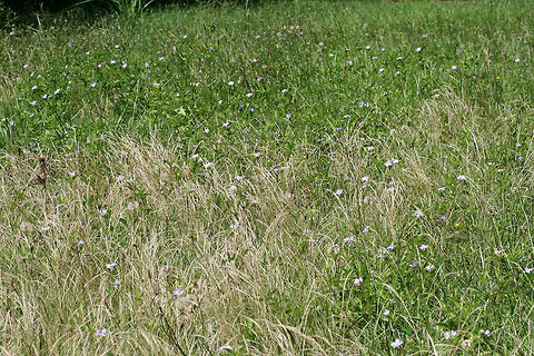 Carolina Wild Petunia (Ruellia caroliniensis) I will never understand how a regularly "groomed" yard is preferable to a habitat with abundant wildlife! We may not be at this location next year (we will likely be fully moved onto the new land by then), but our yard is really giving us a big show this spring/summer! Just a sampling from this past week: hundreds of Carolina Wild Petunias (Ruellia caroliniensis), a large population of Helmet Skullcaps (Scutellaria integrifolia) no longer in bloom, and countless Spring Ladies' Tresses (Spiranthes vernalis)! How is a monoculture of grass better than this?

You can see the large population of Carolina Wild Petunia above!
https://www.jungledragon.com/image/61680/carolina_wild_petunia_ruellia_caroliniensis.html Carolina wild petunia,Geotagged,Ruellia caroliniensis,Spring,United States