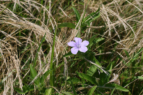 Carolina Wild Petunia (Ruellia caroliniensis) I will never understand how a regularly "groomed" yard is preferable to a habitat with abundant wildlife! We may not be at this location next year (we will likely be fully moved onto the new land by then), but our yard is really giving us a big show this spring/summer! Just a sampling from this past week: hundreds of Carolina Wild Petunias (Ruellia caroliniensis), a large population of Helmet Skullcaps (Scutellaria integrifolia) no longer in bloom, and countless Spring Ladies' Tresses (Spiranthes vernalis)! How is a monoculture of grass better than this?

You can see the large population of Carolina Wild Petunia above!
https://www.jungledragon.com/image/61679/carolina_wild_petunia_ruellia_caroliniensis.html Carolina wild petunia,Geotagged,Ruellia caroliniensis,Spring,United States