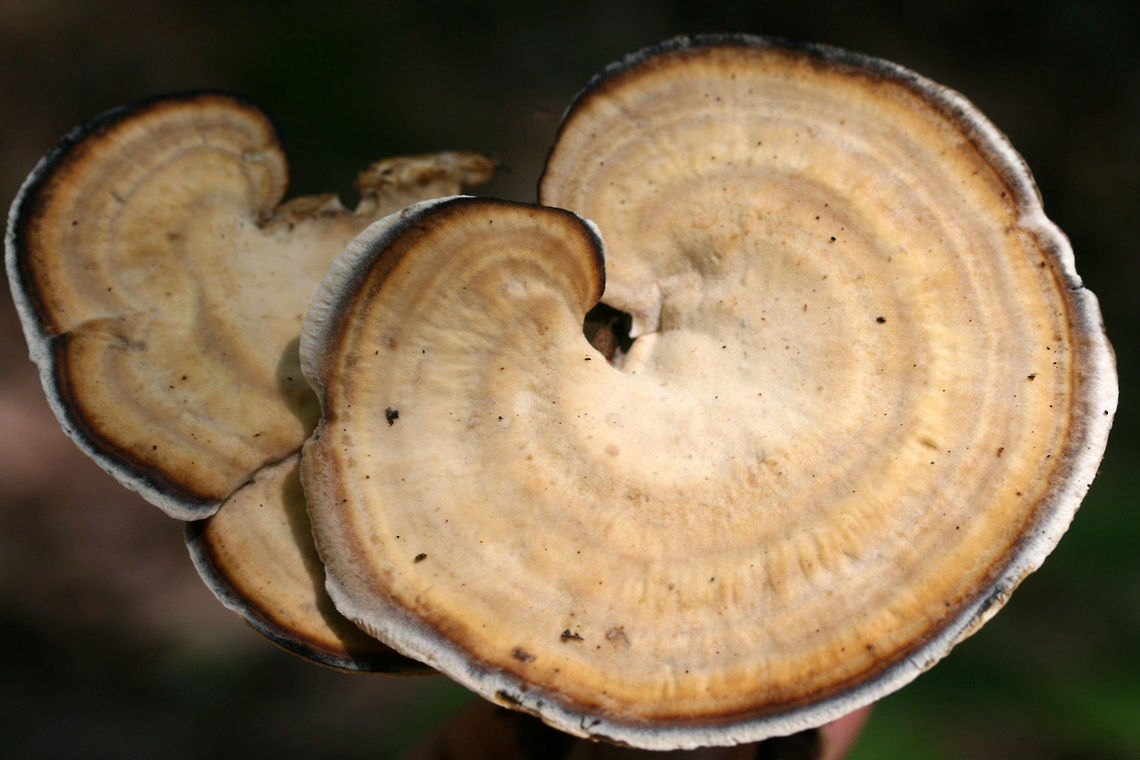 Mycorrhaphium adustum Growing on a stick under leaf litter in a dense mixed hardwood/coniferous forest in in NW Georgia (Gordon County), US.<br />
<figure class="photo"><a href="https://www.jungledragon.com/image/61683/mycorrhaphium_adustum.html" title="Mycorrhaphium adustum"><img src="https://s3.amazonaws.com/media.jungledragon.com/images/3231/61683_thumb.jpg?AWSAccessKeyId=05GMT0V3GWVNE7GGM1R2&Expires=1759968010&Signature=gYvZcjZJCAuTzIQcryKmwy16xNI%3D" width="200" height="134" alt="Mycorrhaphium adustum Growing on a stick under leaf litter in a dense mixed hardwood/coniferous forest in in NW Georgia (Gordon County), US.<br />
https://www.jungledragon.com/image/61682/mycorrhaphium_adustum.html Geotagged,Mycorrhaphium adustum,Spring,United States" /></a></figure> Geotagged,Mycorrhaphium adustum,Spring,United States