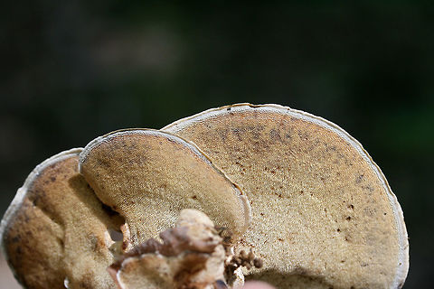 Mycorrhaphium adustum
