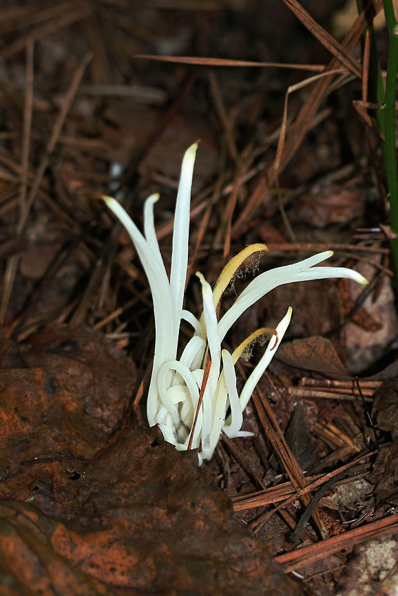 Fairy Fingers (Clavaria fragilis) Growing in a moist valley under mostly pines. <br />
<br />
Not the best photo due to low lighting. I wasn&#039;t accustomed to carrying some additional light sources with me at that time last year! Clavaria fragilis,Clavaria vermicularis,Clavariaceae,Fairy fingers,Fall,Geotagged,United States,clavaria,coral,coral fungus,fairy,fairy fungus,monochrome,natural,white,white fungus,white worm coral