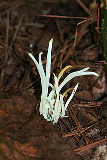 Fairy Fingers (Clavaria fragilis) Growing in a moist valley under mostly pines. 

Not the best photo due to low lighting. I wasn't accustomed to carrying some additional light sources with me at that time last year! Clavaria fragilis,Clavaria vermicularis,Clavariaceae,Fairy fingers,Fall,Geotagged,United States,clavaria,coral,coral fungus,fairy,fairy fungus,monochrome,natural,white,white fungus,white worm coral
