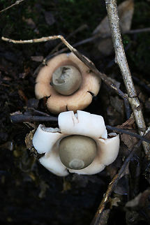 Rounded Earthstars (Geastrum saccatum) Growing on highly rotted wood on the side of a ridge in a dense mixed hardwood/coniferous forest in NW Georgia (Gordon County), US. Fall,Geastrum saccatum,Geotagged,Rounded earthstar,United States