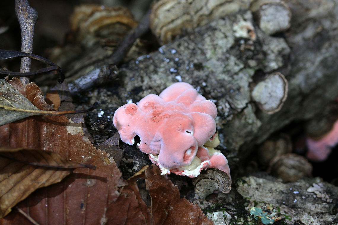 Coral-Pink Merulius (Phlebia incarnata) Growing side-by-side with Stereum ostrea on rotting wood in a dense mixed hardwood/coniferous forest in NW Georgia.<br />
 Fall,Geotagged,Phlebia incarnata,United States