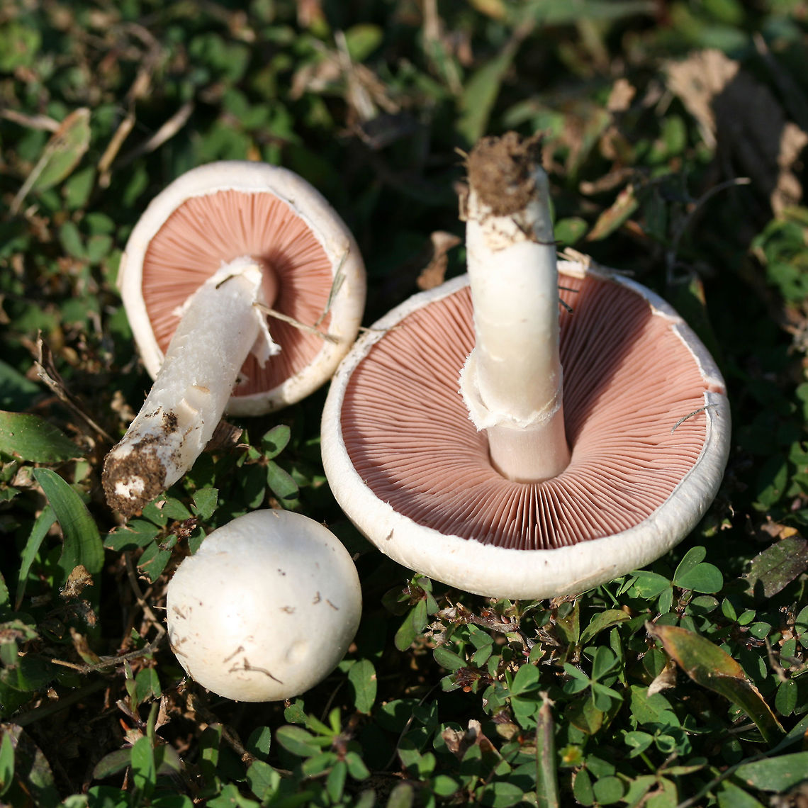Agaricus andrewii Dry, smooth, white-capped mushroom with pink free gills and a white stipe with a thin annulus. Younger mushroom still with partial veil in tact. Spore print a dark chocolate brown.<br />
<br />
Habitat:<br />
<br />
Growing gregariously on a mown grassy lawn in full sun (at a public park).<br />
<figure class="photo"><a href="https://www.jungledragon.com/image/61696/agaricus_andrewii.html" title="Agaricus andrewii"><img src="https://s3.amazonaws.com/media.jungledragon.com/images/3231/61696_thumb.JPG?AWSAccessKeyId=05GMT0V3GWVNE7GGM1R2&Expires=1759968010&Signature=w%2FljI2R1vZsE%2Fx6mopu99Ki%2ByQ8%3D" width="200" height="114" alt="Agaricus andrewii Dry, smooth, white-capped mushroom with pink free gills and a white stipe with a thin annulus. Younger mushroom still with partial veil in tact. Spore print a dark chocolate brown.<br />
<br />
Habitat:<br />
<br />
Growing gregariously on a mown grassy lawn in full sun (at a public park).<br />
https://www.jungledragon.com/image/61694/agaricus_andrewii.html Agaricus andrewii" /></a></figure> Agaricus andrewii,Geotagged,Summer,United States