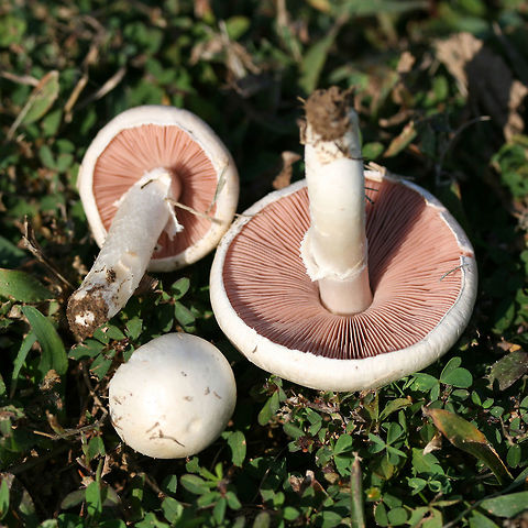 Agaricus andrewii Dry, smooth, white-capped mushroom with pink free gills and a white stipe with a thin annulus. Younger mushroom still with partial veil in tact. Spore print a dark chocolate brown.

Habitat:

Growing gregariously on a mown grassy lawn in full sun (at a public park).
https://www.jungledragon.com/image/61696/img_3509.html Agaricus andrewii,Geotagged,Summer,United States