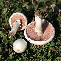 Agaricus andrewii Dry, smooth, white-capped mushroom with pink free gills and a white stipe with a thin annulus. Younger mushroom still with partial veil in tact. Spore print a dark chocolate brown.<br />
<br />
Habitat:<br />
<br />
Growing gregariously on a mown grassy lawn in full sun (at a public park).<br />
https://www.jungledragon.com/image/61696/img_3509.html Agaricus andrewii,Geotagged,Summer,United States