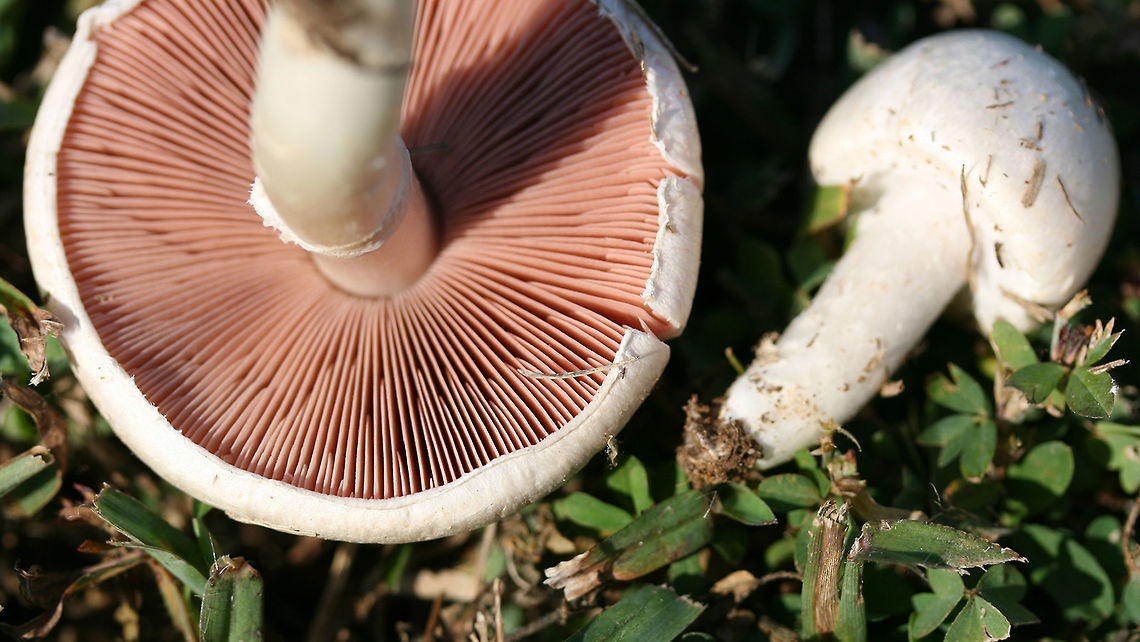 Agaricus andrewii Dry, smooth, white-capped mushroom with pink free gills and a white stipe with a thin annulus. Younger mushroom still with partial veil in tact. Spore print a dark chocolate brown.<br />
<br />
Habitat:<br />
<br />
Growing gregariously on a mown grassy lawn in full sun (at a public park).<br />
<figure class="photo"><a href="https://www.jungledragon.com/image/61694/agaricus_andrewii.html" title="Agaricus andrewii"><img src="https://s3.amazonaws.com/media.jungledragon.com/images/3231/61694_thumb.JPG?AWSAccessKeyId=05GMT0V3GWVNE7GGM1R2&Expires=1759968010&Signature=CBEYENlNRxzw2vx6Z5K%2FkCeheJM%3D" width="200" height="200" alt="Agaricus andrewii Dry, smooth, white-capped mushroom with pink free gills and a white stipe with a thin annulus. Younger mushroom still with partial veil in tact. Spore print a dark chocolate brown.<br />
<br />
Habitat:<br />
<br />
Growing gregariously on a mown grassy lawn in full sun (at a public park).<br />
https://www.jungledragon.com/image/61696/img_3509.html Agaricus andrewii,Geotagged,Summer,United States" /></a></figure> Agaricus andrewii