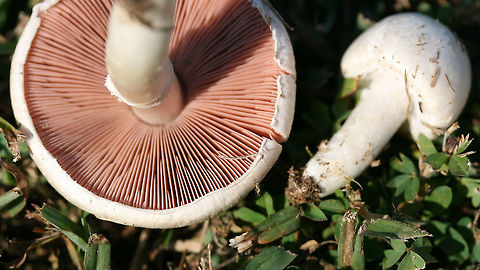 Agaricus andrewii Dry, smooth, white-capped mushroom with pink free gills and a white stipe with a thin annulus. Younger mushroom still with partial veil in tact. Spore print a dark chocolate brown.

Habitat:

Growing gregariously on a mown grassy lawn in full sun (at a public park).
https://www.jungledragon.com/image/61694/agaricus_andrewii.html Agaricus andrewii