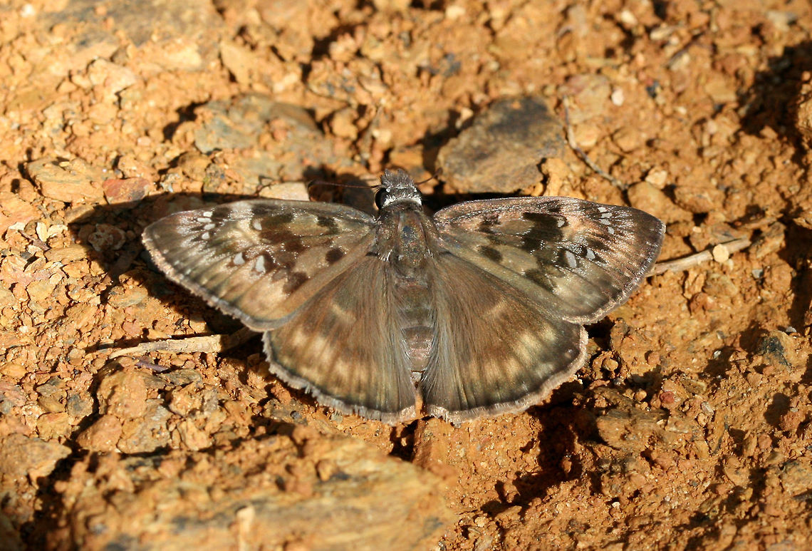 Horace's Duskywing (Erynnis horatius) On a sunny, disturbed hillside surrounded by dense mixed hardwood/coniferous forest.<br />
<figure class="photo"><a href="https://www.jungledragon.com/image/61702/horaces_duskywing_erynnis_horatius.html" title="Horace&#039;s Duskywing (Erynnis horatius)"><img src="https://s3.amazonaws.com/media.jungledragon.com/images/3231/61702_thumb.jpg?AWSAccessKeyId=05GMT0V3GWVNE7GGM1R2&Expires=1759968010&Signature=v4JEBaEJwLmnmRxSxIuEzCsQCXM%3D" width="200" height="134" alt="Horace&#039;s Duskywing (Erynnis horatius) On a sunny, disturbed hillside surrounded by dense mixed hardwood/coniferous forest.<br />
https://www.jungledragon.com/image/61701/horaces_duskywing_erynnis_horatius.html Erynnis horatius,Geotagged,Horaces duskywing,Spring,United States" /></a></figure> Erynnis horatius,Geotagged,Horaces duskywing,Spring,United States