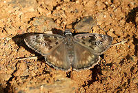 Horace's Duskywing (Erynnis horatius) On a sunny, disturbed hillside surrounded by dense mixed hardwood/coniferous forest.<br />
https://www.jungledragon.com/image/61702/horaces_duskywing_erynnis_horatius.html Erynnis horatius,Geotagged,Horaces duskywing,Spring,United States