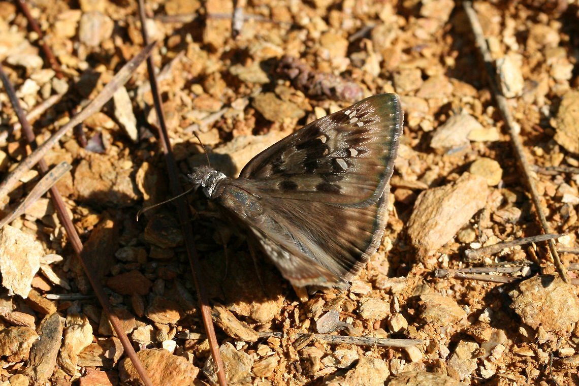 Horace's Duskywing (Erynnis horatius) On a sunny, disturbed hillside surrounded by dense mixed hardwood/coniferous forest.<br />
<figure class="photo"><a href="https://www.jungledragon.com/image/61701/horaces_duskywing_erynnis_horatius.html" title="Horace&#039;s Duskywing (Erynnis horatius)"><img src="https://s3.amazonaws.com/media.jungledragon.com/images/3231/61701_thumb.jpg?AWSAccessKeyId=05GMT0V3GWVNE7GGM1R2&Expires=1767225610&Signature=mgIq9wT7d6%2FwQfoVuT5xN%2BK0ZaU%3D" width="200" height="136" alt="Horace&#039;s Duskywing (Erynnis horatius) On a sunny, disturbed hillside surrounded by dense mixed hardwood/coniferous forest.<br />
https://www.jungledragon.com/image/61702/horaces_duskywing_erynnis_horatius.html Erynnis horatius,Geotagged,Horaces duskywing,Spring,United States" /></a></figure> Erynnis horatius,Geotagged,Horaces duskywing,Spring,United States