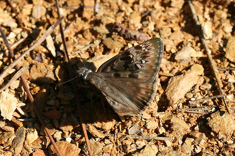 Horace's Duskywing (Erynnis horatius) On a sunny, disturbed hillside surrounded by dense mixed hardwood/coniferous forest.
https://www.jungledragon.com/image/61701/horaces_duskywing_erynnis_horatius.html Erynnis horatius,Geotagged,Horaces duskywing,Spring,United States