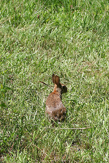 Eastern Cottontail (Sylvilagus floridanus) In an overgrown backyard habitat in NW Georgia (Gordon County). Eastern cottontail,Geotagged,Spring,Sylvilagus floridanus,United States