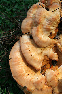 White-Pored Chicken of the Woods (Laetiporus cincinnatus) I have conflicted emotions about finally finding my first "Chicken-of-The-Woods" (Laetiporus cincinnatus)! I'm excited to find it, but I'm very disappointed that I won't be cooking this up tonight. I found this beauty at the base of a Willow Oak (Quercus phellos) in a public park in NW Georgia (Floyd County). June 18, 2018. Diameter of about 27cm!

It is so fresh and smells amazing! Unfortunately, the aforementioned park has a history of spraying herbicides and lawn chemicals nearby, so it makes this choice edible way less appetizing. I hope I can find one in a better location soon!
https://www.jungledragon.com/image/61747/white-pored_chicken_of_the_woods_laetiporus_cincinnatus.html
https://www.jungledragon.com/image/61748/white-pored_chicken_of_the_woods_laetiporus_cincinnatus.html Geotagged,Laetiporus cincinnatus,Laetiporus sulphureus,Spring,United States,White-Pored Chicken of the Woods