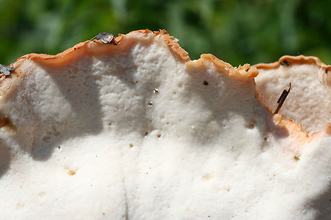 White-Pored Chicken of the Woods (Laetiporus cincinnatus) I have conflicted emotions about finally finding my first "Chicken-of-The-Woods" (Laetiporus cincinnatus)! I'm excited to find it, but I'm very disappointed that I won't be cooking this up tonight. I found this beauty at the base of a Willow Oak (Quercus phellos) in a public park in NW Georgia (Floyd County). June 18, 2018. Diameter of about 27cm!

It is so fresh and smells amazing! Unfortunately, the aforementioned park has a history of spraying herbicides and lawn chemicals nearby, so it makes this choice edible way less appetizing. I hope I can find one in a better location soon!
https://www.jungledragon.com/image/61746/white-pored_chicken_of_the_woods_laetiporus_cincinnatus.html
https://www.jungledragon.com/image/61748/white-pored_chicken_of_the_woods_laetiporus_cincinnatus.html Geotagged,Laetiporus cincinnatus,Spring,United States,White-Pored Chicken of the Woods