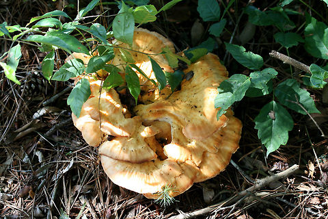 White-Pored Chicken of the Woods (Laetiporus cincinnatus) I have conflicted emotions about finally finding my first "Chicken-of-The-Woods" (Laetiporus cincinnatus)! I'm excited to find it, but I'm very disappointed that I won't be cooking this up tonight. I found this beauty at the base of a Willow Oak (Quercus phellos) in a public park in NW Georgia (Floyd County). June 18, 2018. Diameter of about 27cm!

It is so fresh and smells amazing! Unfortunately, the aforementioned park has a history of spraying herbicides and lawn chemicals nearby, so it makes this choice edible way less appetizing. I hope I can find one in a better location soon!
https://www.jungledragon.com/image/61746/white-pored_chicken_of_the_woods_laetiporus_cincinnatus.html
https://www.jungledragon.com/image/61747/white-pored_chicken_of_the_woods_laetiporus_cincinnatus.html Geotagged,Laetiporus cincinnatus,Spring,United States,White-Pored Chicken of the Woods