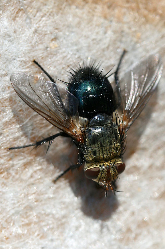 Archytas sp. - Tachinid Fly Resting on a piece of furniture during a move. In a disturbed location near a dense mixed hardwood/coniferous forest in NW Georgia. Geotagged,Spring,United States