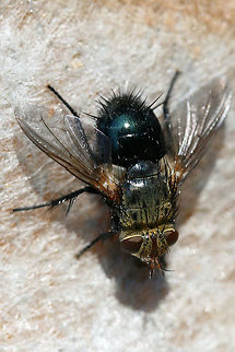 Archytas sp. - Tachinid Fly Resting on a piece of furniture during a move. In a disturbed location near a dense mixed hardwood/coniferous forest in NW Georgia. Geotagged,Spring,United States