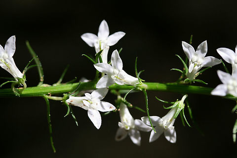 Pale Spiked Lobelia (Lobelia spicata) NATIVE. Growing at the edge of a dense mixed hardwood/coniferous forest in NW Georgia (Gordon County), US. June 19, 2018.
https://www.jungledragon.com/image/61836/pale_spiked_lobelia_lobelia_spicata.html Geotagged,Lobelia spicata,Spring,United States