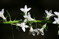 Pale Spiked Lobelia (Lobelia spicata) NATIVE. Growing at the edge of a dense mixed hardwood/coniferous forest in NW Georgia (Gordon County), US. June 19, 2018.<br />
https://www.jungledragon.com/image/61836/pale_spiked_lobelia_lobelia_spicata.html Geotagged,Lobelia spicata,Spring,United States