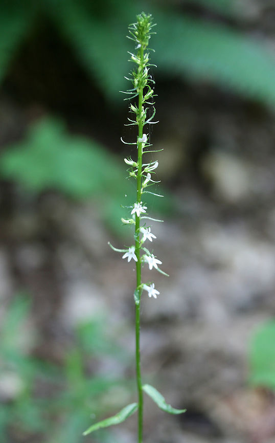 Pale Spiked Lobelia (Lobelia spicata) NATIVE. Growing at the edge of a dense mixed hardwood/coniferous forest in NW Georgia (Gordon County), US. June 19, 2018.<br />
<figure class="photo"><a href="https://www.jungledragon.com/image/61833/pale_spiked_lobelia_lobelia_spicata.html" title="Pale Spiked Lobelia (Lobelia spicata)"><img src="https://s3.amazonaws.com/media.jungledragon.com/images/3231/61833_thumb.jpg?AWSAccessKeyId=05GMT0V3GWVNE7GGM1R2&Expires=1763596810&Signature=dVxt7jA8mNujVb0Gu4zbH%2F87vM8%3D" width="200" height="134" alt="Pale Spiked Lobelia (Lobelia spicata) NATIVE. Growing at the edge of a dense mixed hardwood/coniferous forest in NW Georgia (Gordon County), US. June 19, 2018.<br />
https://www.jungledragon.com/image/61836/pale_spiked_lobelia_lobelia_spicata.html Geotagged,Lobelia spicata,Spring,United States" /></a></figure> Geotagged,Lobelia spicata,Spring,United States