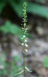 Pale Spiked Lobelia (Lobelia spicata) NATIVE. Growing at the edge of a dense mixed hardwood/coniferous forest in NW Georgia (Gordon County), US. June 19, 2018.<br />
https://www.jungledragon.com/image/61833/pale_spiked_lobelia_lobelia_spicata.html Geotagged,Lobelia spicata,Spring,United States