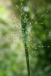 Velvet Witchgrass (Dichanthelium scoparium) NATIVE. In a drainage ditch in an overgrown backyard habitat in NW Georgia (Gordon County), US.<br />
<br />
And, yes, this is the most velvety plant I've ever touched! I could pet the stems and leaves forever!<br />
https://www.jungledragon.com/image/61839/velvet_witchgrass_dichanthelium_scoparium.html<br />
https://www.jungledragon.com/image/61838/velvet_witchgrass_dichanthelium_scoparium.html Dichanthelium scoparium,Geotagged,Spring,United States