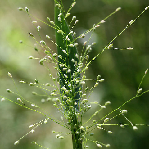 Velvet Witchgrass (Dichanthelium scoparium) NATIVE. In a drainage ditch in an overgrown backyard habitat in NW Georgia (Gordon County), US.

And, yes, this is the most velvety plant I've ever touched! I could pet the stems and leaves forever!
https://www.jungledragon.com/image/61837/velvet_witchgrass_dichanthelium_scoparium.html
https://www.jungledragon.com/image/61839/velvet_witchgrass_dichanthelium_scoparium.html Dichanthelium scoparium,Geotagged,Spring,United States