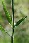 Velvet Witchgrass (Dichanthelium scoparium) NATIVE.  In a drainage ditch in an overgrown backyard habitat in NW Georgia (Gordon County), US.  And, yes, this is the most velvety plant I've ever touched! I could pet the stems and leaves forever!<br />
<br />
https://www.jungledragon.com/image/61838/velvet_witchgrass_dichanthelium_scoparium.html<br />
https://www.jungledragon.com/image/61837/velvet_witchgrass_dichanthelium_scoparium.html Dichanthelium scoparium,Geotagged,Spring,United States