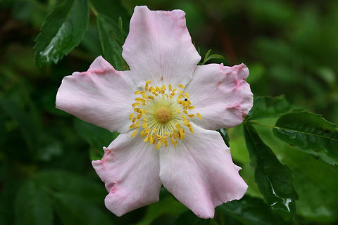 Virginia Rose - Rosa virginiana Growing on a sunny hillside by a dirt road near a dense mixed hardwood/coniferous forest in NW Georgia (Gordon County), US. May 25, 2018.

Shrublike. Compound leaves, one leaf per node. Infrastipular prickles. Narrow (1.1+mm) stipules that are widest towards apex.

I got several eyes on this and keyed it out to the best of my ability, but there still are some lingering doubts about whether this is Rosa virginiana or Rosa carolina.
https://www.jungledragon.com/image/61856/virginia_rose_-_rosa_virginiana.html Geotagged,Rosa virginiana,Spring,United States,Virginia rose