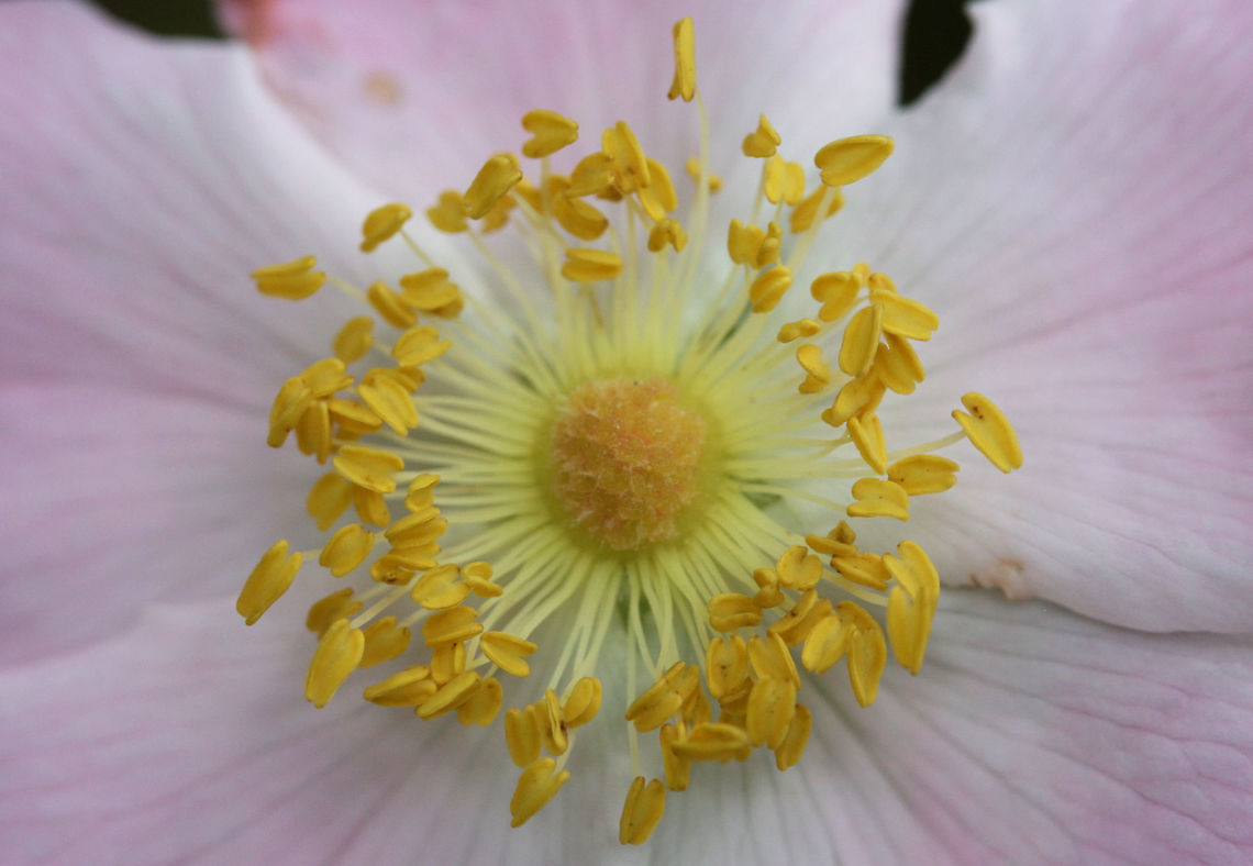 Virginia Rose - Rosa virginiana Growing on a sunny hillside by a dirt road near a dense mixed hardwood/coniferous forest in NW Georgia (Gordon County), US. May 25, 2018.<br />
<br />
Shrublike. Compound leaves, one leaf per node. Infrastipular prickles. Narrow (1.1+mm) stipules that are widest towards apex.<br />
<br />
I got several eyes on this and keyed it out to the best of my ability, but there still are some lingering doubts about whether this is Rosa virginiana or Rosa carolina.<br />
<figure class="photo"><a href="https://www.jungledragon.com/image/61855/virginia_rose_-_rosa_virginiana.html" title="Virginia Rose - Rosa virginiana"><img src="https://s3.amazonaws.com/media.jungledragon.com/images/3231/61855_thumb.jpg?AWSAccessKeyId=05GMT0V3GWVNE7GGM1R2&Expires=1767225610&Signature=Hj%2BMVyyYp0Gs8uTMwNKR%2FrnWf0A%3D" width="200" height="134" alt="Virginia Rose - Rosa virginiana Growing on a sunny hillside by a dirt road near a dense mixed hardwood/coniferous forest in NW Georgia (Gordon County), US. May 25, 2018.<br />
<br />
Shrublike. Compound leaves, one leaf per node. Infrastipular prickles. Narrow (1.1+mm) stipules that are widest towards apex.<br />
<br />
I got several eyes on this and keyed it out to the best of my ability, but there still are some lingering doubts about whether this is Rosa virginiana or Rosa carolina.<br />
https://www.jungledragon.com/image/61856/virginia_rose_-_rosa_virginiana.html Geotagged,Rosa virginiana,Spring,United States,Virginia rose" /></a></figure> Geotagged,Rosa virginiana,Spring,United States,Virginia rose