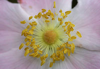 Virginia Rose - Rosa virginiana Growing on a sunny hillside by a dirt road near a dense mixed hardwood/coniferous forest in NW Georgia (Gordon County), US. May 25, 2018.<br />
<br />
Shrublike. Compound leaves, one leaf per node. Infrastipular prickles. Narrow (1.1+mm) stipules that are widest towards apex.<br />
<br />
I got several eyes on this and keyed it out to the best of my ability, but there still are some lingering doubts about whether this is Rosa virginiana or Rosa carolina.<br />
https://www.jungledragon.com/image/61855/virginia_rose_-_rosa_virginiana.html Geotagged,Rosa virginiana,Spring,United States,Virginia rose