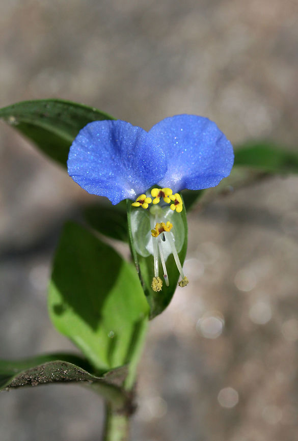 Asiatic Dayflower (Commelina communis) INTRODUCED. Growing in a disturbed area within Sope Mill Creek ruins.<br />
<figure class="photo"><a href="https://www.jungledragon.com/image/61918/asiatic_dayflower_commelina_communis.html" title="Asiatic Dayflower (Commelina communis)"><img src="https://s3.amazonaws.com/media.jungledragon.com/images/3231/61918_thumb.jpg?AWSAccessKeyId=05GMT0V3GWVNE7GGM1R2&Expires=1769040010&Signature=hqXbTqXl1Wd9w1giKrLbMpLcyFM%3D" width="104" height="152" alt="Asiatic Dayflower (Commelina communis) INTRODUCED. Growing in a disturbed area within Sope Mill Creek ruins.<br />
https://www.jungledragon.com/image/61917/asiatic_dayflower_commelina_communis.html Asiatic dayflower,Commelina communis,Geotagged,Summer,United States" /></a></figure> Asiatic dayflower,Commelina communis,Geotagged,Summer,United States