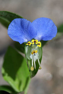 Asiatic Dayflower (Commelina communis) INTRODUCED. Growing in a disturbed area within Sope Mill Creek ruins.
https://www.jungledragon.com/image/61917/asiatic_dayflower_commelina_communis.html Asiatic dayflower,Commelina communis,Geotagged,Summer,United States