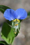 Asiatic Dayflower (Commelina communis) INTRODUCED. Growing in a disturbed area within Sope Mill Creek ruins.<br />
https://www.jungledragon.com/image/61917/asiatic_dayflower_commelina_communis.html Asiatic dayflower,Commelina communis,Geotagged,Summer,United States