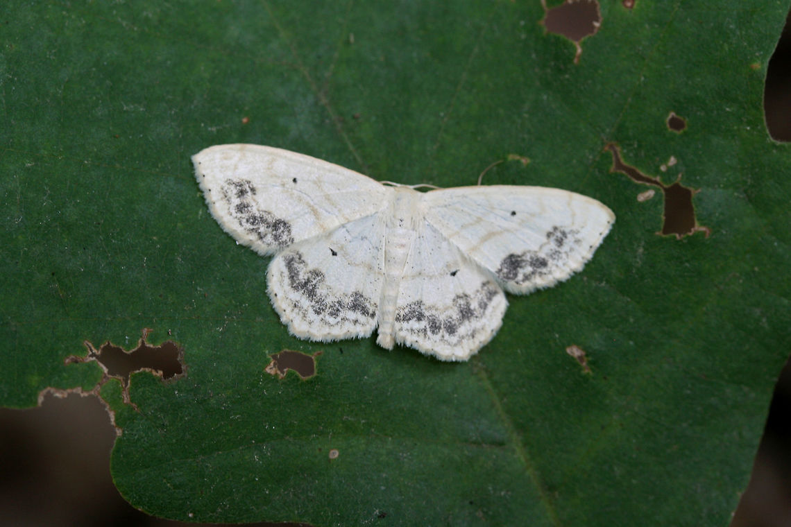 Large Lace Border Moth (Scopula limboundata) Resting on a leaf at the top of a ridge in a dense mixed hardwood/coniferous forest in NW Georgia (Gordon County), US.<br />
<figure class="photo"><a href="https://www.jungledragon.com/image/61962/large_lace_border_moth_scopula_limboundata.html" title="Large Lace Border Moth (Scopula limboundata)"><img src="https://s3.amazonaws.com/media.jungledragon.com/images/3231/61962_thumb.jpg?AWSAccessKeyId=05GMT0V3GWVNE7GGM1R2&Expires=1759968010&Signature=pLuMS%2FW4MY8PV4zL0BHfEW2Av68%3D" width="200" height="134" alt="Large Lace Border Moth (Scopula limboundata) Resting on a leaf at the top of a ridge in a dense mixed hardwood/coniferous forest in NW Georgia (Gordon County), US.<br />
<br />
https://www.jungledragon.com/image/61961/large_lace_border_scopula_limboundata.html Geotagged,Large Lace-border,Scopula limboundata,Summer,United States" /></a></figure> Geotagged,Large Lace-border,Moth Week 2018,Scopula limboundata,Summer,United States,lepidoptera,moth,moths