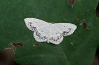 Large Lace Border Moth (Scopula limboundata) Resting on a leaf at the top of a ridge in a dense mixed hardwood/coniferous forest in NW Georgia (Gordon County), US.<br />
https://www.jungledragon.com/image/61962/large_lace_border_scopula_limboundata.html Geotagged,Large Lace-border,Moth Week 2018,Scopula limboundata,Summer,United States,lepidoptera,moth,moths