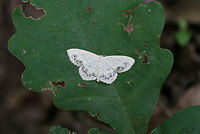 Large Lace Border Moth (Scopula limboundata) Resting on a leaf at the top of a ridge in a dense mixed hardwood/coniferous forest in NW Georgia (Gordon County), US.<br />
<br />
https://www.jungledragon.com/image/61961/large_lace_border_scopula_limboundata.html Geotagged,Large Lace-border,Scopula limboundata,Summer,United States