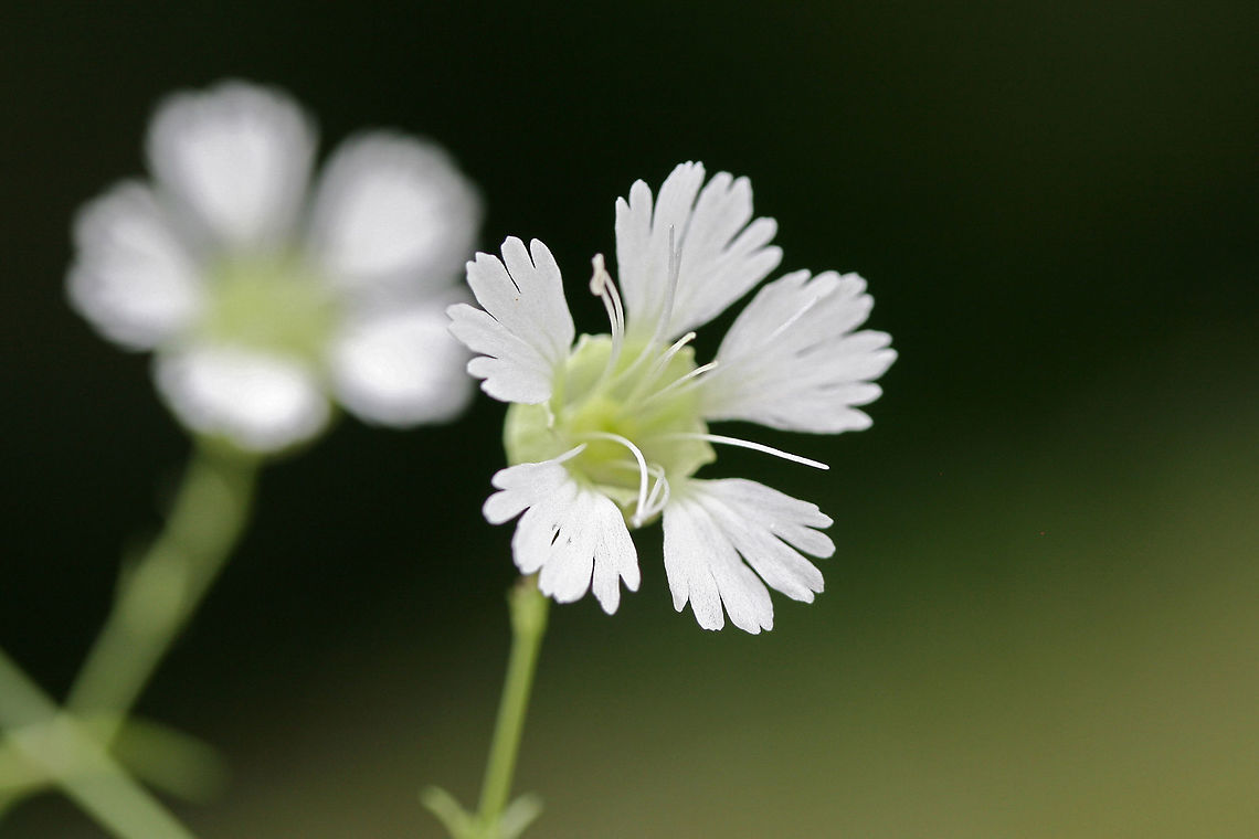 Starry Campion (Silene stellata) Growing at the base of a shaded hillside near a flood zone in NW Georgia (Gordon County), US.<br />
<br />
Please excuse the terrible lighting! A thunderstorm hit about 5 minutes after this shot!<br />
<figure class="photo"><a href="https://www.jungledragon.com/image/61965/starry_campion_silene_stellata.html" title="Starry Campion (Silene stellata)"><img src="https://s3.amazonaws.com/media.jungledragon.com/images/3231/61965_thumb.jpg?AWSAccessKeyId=05GMT0V3GWVNE7GGM1R2&Expires=1770854410&Signature=TAUwrPrgih8tG33hCbolRGr8ysU%3D" width="104" height="152" alt="Starry Campion (Silene stellata) Growing at the base of a shaded hillside near a flood zone in NW Georgia (Gordon County), US.<br />
<br />
Please excuse the terrible lighting! A thunderstorm hit about 5 minutes after this shot!<br />
https://www.jungledragon.com/image/61966/starry_campion_silene_stellata.html<br />
https://www.jungledragon.com/image/61964/starry_campion_silene_stellata.html Geotagged,Silene stellata,Summer,United States" /></a></figure><br />
<figure class="photo"><a href="https://www.jungledragon.com/image/61966/starry_campion_silene_stellata.html" title="Starry Campion (Silene stellata)"><img src="https://s3.amazonaws.com/media.jungledragon.com/images/3231/61966_thumb.jpg?AWSAccessKeyId=05GMT0V3GWVNE7GGM1R2&Expires=1770854410&Signature=GssAHL0Lmt1%2BgoVHNVav%2B5R7ED0%3D" width="102" height="152" alt="Starry Campion (Silene stellata) Growing at the base of a shaded hillside near a flood zone in NW Georgia (Gordon County), US.<br />
<br />
Please excuse the terrible lighting! A thunderstorm hit about 5 minutes after this shot!<br />
https://www.jungledragon.com/image/61964/starry_campion_silene_stellata.html<br />
https://www.jungledragon.com/image/61965/starry_campion_silene_stellata.html Geotagged,Silene stellata,Summer,United States" /></a></figure> Geotagged,Silene stellata,Summer,United States