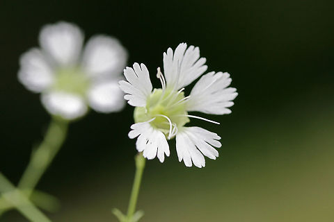 Starry Campion (Silene stellata) Growing at the base of a shaded hillside near a flood zone in NW Georgia (Gordon County), US.

Please excuse the terrible lighting! A thunderstorm hit about 5 minutes after this shot!
https://www.jungledragon.com/image/61965/starry_campion_silene_stellata.html
https://www.jungledragon.com/image/61966/starry_campion_silene_stellata.html Geotagged,Silene stellata,Summer,United States