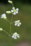 Starry Campion (Silene stellata) Growing at the base of a shaded hillside near a flood zone in NW Georgia (Gordon County), US.<br />
<br />
Please excuse the terrible lighting! A thunderstorm hit about 5 minutes after this shot!<br />
https://www.jungledragon.com/image/61966/starry_campion_silene_stellata.html<br />
https://www.jungledragon.com/image/61964/starry_campion_silene_stellata.html Geotagged,Silene stellata,Summer,United States