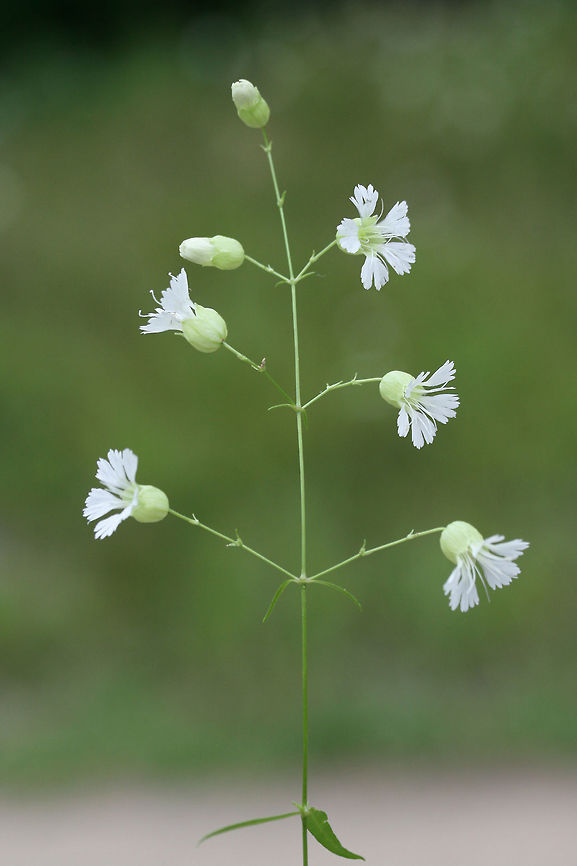 Starry Campion (Silene stellata) Growing at the base of a shaded hillside near a flood zone in NW Georgia (Gordon County), US.<br />
<br />
Please excuse the terrible lighting! A thunderstorm hit about 5 minutes after this shot!<br />
<figure class="photo"><a href="https://www.jungledragon.com/image/61964/starry_campion_silene_stellata.html" title="Starry Campion (Silene stellata)"><img src="https://s3.amazonaws.com/media.jungledragon.com/images/3231/61964_thumb.jpg?AWSAccessKeyId=05GMT0V3GWVNE7GGM1R2&Expires=1770854410&Signature=H0tKXEUMKo%2B5u%2F%2B0EvDYHQ1BTbU%3D" width="200" height="134" alt="Starry Campion (Silene stellata) Growing at the base of a shaded hillside near a flood zone in NW Georgia (Gordon County), US.<br />
<br />
Please excuse the terrible lighting! A thunderstorm hit about 5 minutes after this shot!<br />
https://www.jungledragon.com/image/61965/starry_campion_silene_stellata.html<br />
https://www.jungledragon.com/image/61966/starry_campion_silene_stellata.html Geotagged,Silene stellata,Summer,United States" /></a></figure><br />
<figure class="photo"><a href="https://www.jungledragon.com/image/61965/starry_campion_silene_stellata.html" title="Starry Campion (Silene stellata)"><img src="https://s3.amazonaws.com/media.jungledragon.com/images/3231/61965_thumb.jpg?AWSAccessKeyId=05GMT0V3GWVNE7GGM1R2&Expires=1770854410&Signature=TAUwrPrgih8tG33hCbolRGr8ysU%3D" width="104" height="152" alt="Starry Campion (Silene stellata) Growing at the base of a shaded hillside near a flood zone in NW Georgia (Gordon County), US.<br />
<br />
Please excuse the terrible lighting! A thunderstorm hit about 5 minutes after this shot!<br />
https://www.jungledragon.com/image/61966/starry_campion_silene_stellata.html<br />
https://www.jungledragon.com/image/61964/starry_campion_silene_stellata.html Geotagged,Silene stellata,Summer,United States" /></a></figure> Geotagged,Silene stellata,Summer,United States
