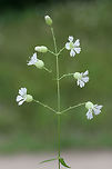 Starry Campion (Silene stellata) Growing at the base of a shaded hillside near a flood zone in NW Georgia (Gordon County), US.<br />
<br />
Please excuse the terrible lighting! A thunderstorm hit about 5 minutes after this shot!<br />
https://www.jungledragon.com/image/61964/starry_campion_silene_stellata.html<br />
https://www.jungledragon.com/image/61965/starry_campion_silene_stellata.html Geotagged,Silene stellata,Summer,United States